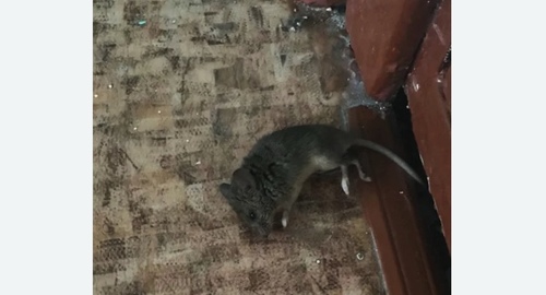 Дезинфекция от мышей в Тихорецке