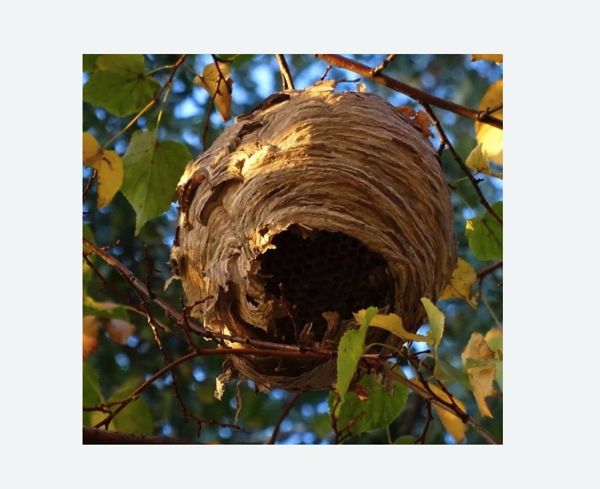 Обработка от шершней в Тихорецке