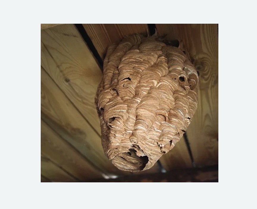 обработка от шершней в Тихорецке